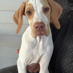 Grey Green Collar Boy - Henley - Lemon and white male Pointer puppy in Youngsville, North Carolina from Dogma Pointers & Bulldogs