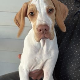Grey Green Collar Boy - Henley - Lemon and white male Pointer puppy in Youngsville, North Carolina from Dogma Pointers & Bulldogs