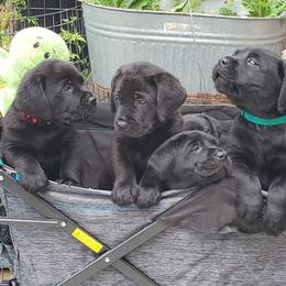 Labrador Retriever Puppies from Labs4Ever Labradors