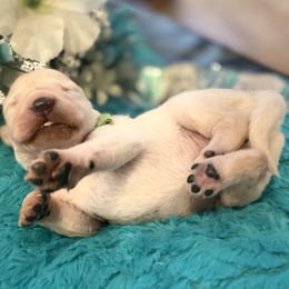 Golden Retriever Puppies from English Cream Goldens in Georgia