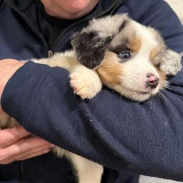 Atlas - Blue merle male Miniature American Shepherd puppy in Ballico, California from SierraVu Minis