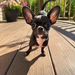 Gabe - Chihuahua