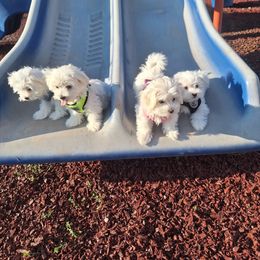 Maltese All Grown Up from Puppy Promise