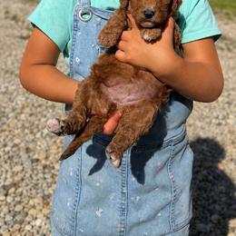 Aussiedoodle, Bernedoodle, Cavapoo, Goldendoodle, and Newfypoo Puppies from Haaspawz