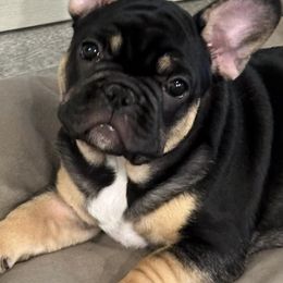 French Bulldogs from Frenchies DFW