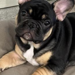 French Bulldogs from Frenchies DFW