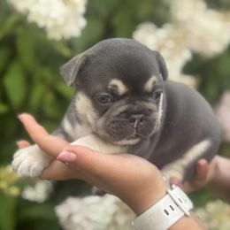 French Bulldog Puppies from Kismet French Bulldogs
