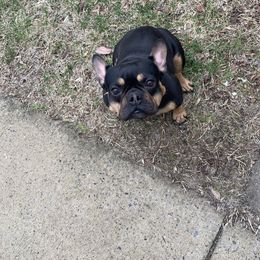 Cleo - French Bulldog