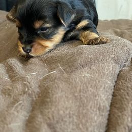 Freya - Black and tan female Yorkshire Terrier puppy in Jacksonville, Arkansas from Royal Yorkie Terrier