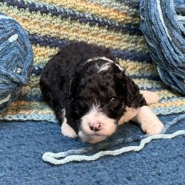 Jin - Blue and white male Sheepadoodle puppy in Chesapeake, Virginia from Doodle-Cove
