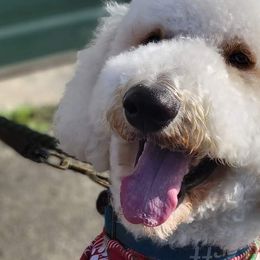 Goldendoodles from Deerbrook Goldendoodles