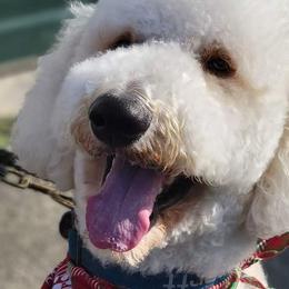 Goldendoodles from Deerbrook Goldendoodles