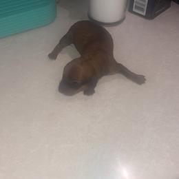 Light color girl - Wheaten female Dachshund puppy in Belton, South Carolina from Wideners Dachshunds