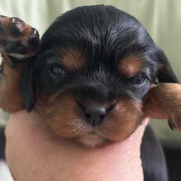 Mini - Black and tan female Cavalier King Charles Spaniel puppy in University Place, Washington from Crosby's Cavaliers