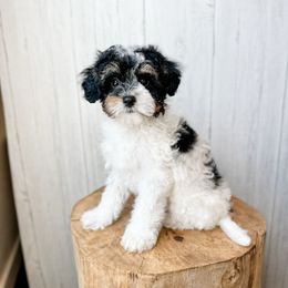 Rigatoni - Black tri-color male Assorted Doodle Crosses puppy in Arlington, Washington from Doodle Love Laugh