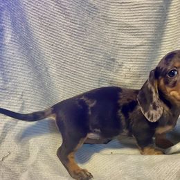Bella - Dapple female Dachshund puppy in Pennsville, New Jersey from Bay Acres Dachshunds