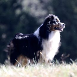 Australian Shepherd All Grown Up from Starbound Aussies