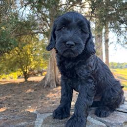Clover - Black male Goldendoodle puppy in Charlotte, North Carolina from Hopeful Heart Doodles