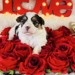 Cutie Pie - Black and tan female Pembroke Welsh Corgi puppy in Muldrow, Oklahoma from Dean’s Rustic Ranch Corgis and Horses