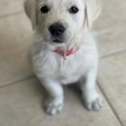Golden Retriever Puppies from Golden Star Ranch Retrievers
