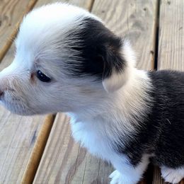 American Corgis from KC's Kennel