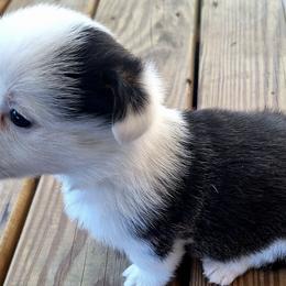 American Corgis from KC's Kennel