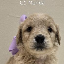 Girl 1 - Cream female Goldendoodle puppy in Milford, Michigan from Servant Kennel