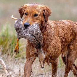 Golden Retrievers from Pitchpine Retrievers