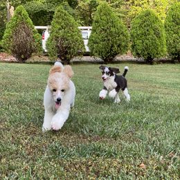 Pomeranian and Poodle Puppies from Sky’s the Limit Cloud K9’s