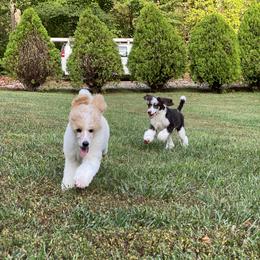 Pomeranian and Poodle Puppies from Sky’s the Limit Cloud K9’s