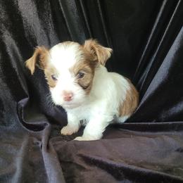 Lizzie - Tan and white female Yorkshire Terrier puppy in Buda, Texas from BIOLA'S YORKIES