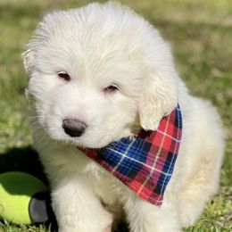 OFA health tested Purple Boy - Great Pyrenees puppy from River's Bend Walnut Orchard