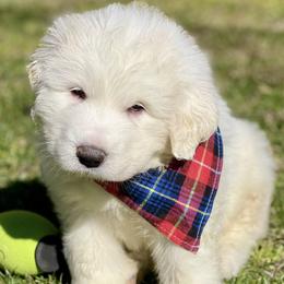 OFA health tested Purple Boy - Great Pyrenees puppy from River's Bend Walnut Orchard