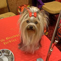 Elphaba  - Yorkshire Terrier