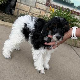 Hans - Black male Poodle puppy in Sperry, Oklahoma from PuppyLove Poodles