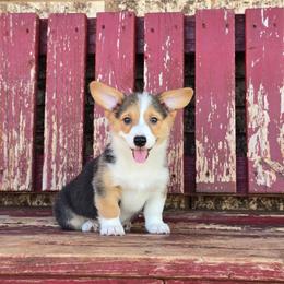 Lena - Black and tan female Pembroke Welsh Corgi puppy in Anton, Texas from X Bar's Lil Legs of Texas