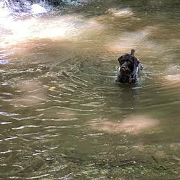 Wirehaired Pointing Griffon Puppies from BradfordWoods Griffons