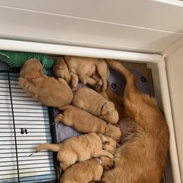 Goldendoodle and Golden Retriever Puppies from PuppyBlossom