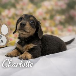 Charlotte - Blue and tan female Dachshund puppy in Waseca, Minnesota from Dragonfly Doxies