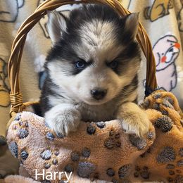 Harry - Black and white male Pomsky puppy in Blackfoot, Idaho from Snake River Pomskys