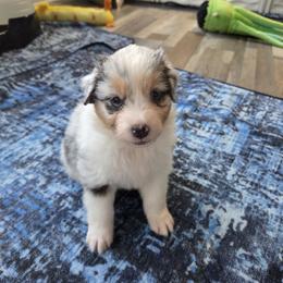 Australian Shepherd and Chow Chow Puppies from Calypso Chow Chows and Australian Shepherds
