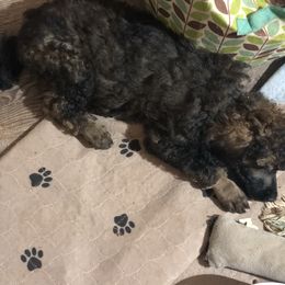 Poodle Puppies from Tails Up Standard Poodles