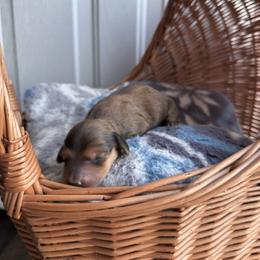 Calliope - Red female Dachshund puppy in Pontotoc, Mississippi from Toddy Kennels