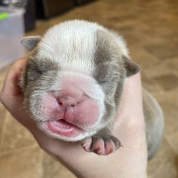 Bulldog Puppies from Brandi Muecke's English Bulldogs