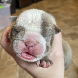 Bulldog Puppies from Brandi Muecke's English Bulldogs