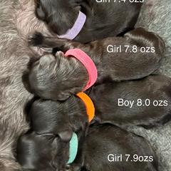 Miniature Schnauzers from Vazquez Kennel