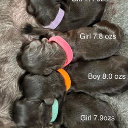 Miniature Schnauzers from Vazquez Kennel