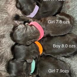 Miniature Schnauzers from Vazquez Kennel