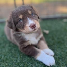 Iris - Red tri-color female Australian Shepherd puppy in Ramona, California from Blue Moon Aussies