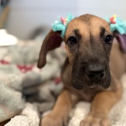 Birdie - Fawn female Great Dane puppy in Hutchinson, Kansas from Dappled Danes
